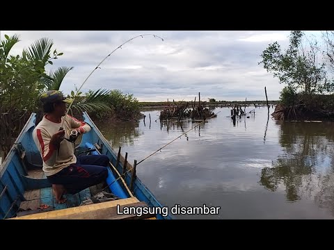 Ikan Trakulu dan ikan Krapu mendominasi,sampai kehabisan umpan