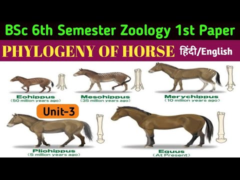 BSc 6th Semester Zoology 1st Paper//Phylogeny of Horse//Phylogeny of Horse//Evolution of Horse