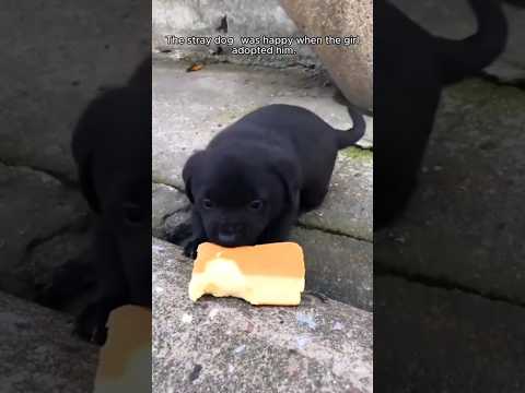 Adopt a stray dog on the road#rescue #puppy #dog #animalrescue