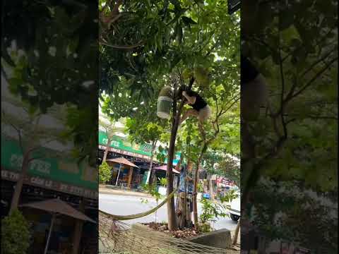 도로변 가로수의 과일을 따는 것은 합법인가 불법인가