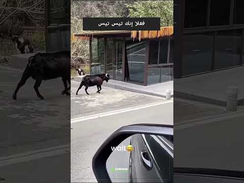GOAT'S STUBBORNITY