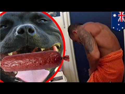 Download Video Pria Mencoba Untuk Menipu Anjing Tapi Alat Kelaminnya Malah Digigit - Tomonews Download Video Pria Mencoba Untuk Menipu Anjing Tapi Alat Kelaminnya Malah Digigit - Tomonews