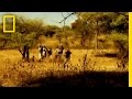 Komodo Dragons and Baron Rudolf's Journey