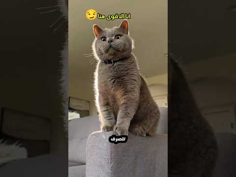 هذه القطة تقلد الأسد!