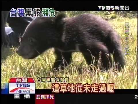 十點不一樣 - ''台灣黑熊紀錄片'' (2013-08-16, TVBS新聞台) - YouTube(3分54秒)