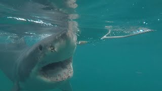 Great White Shark Bites Surfer, Returns to Bite Leg Again