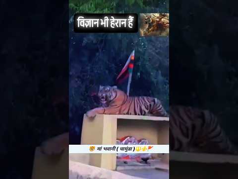 ये Clip इसी नवरात्रि का है! Lion and Tiger came to see the temple in this festival! #navaratri