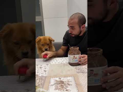 Current status hungry. 🍲🤣  #pet #funny #dog #foryou #asmr #asmr #asmr #shortsvideo