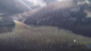 Salmon swim through the Boardman River Weir. Video by Jan-Michael Stump.