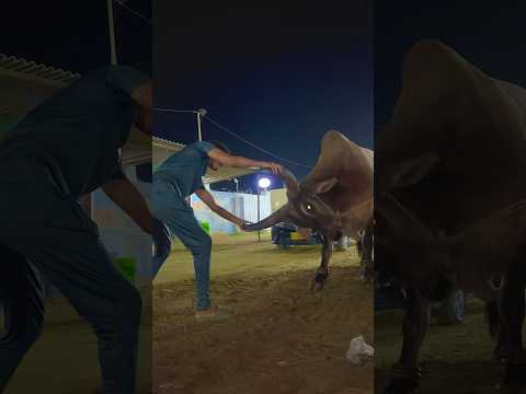 BIGGEST CHAND BAIL OF PAKISTAN 😨😱#loveanimals #animals #cow #viral #trending #viralshorts #fyp