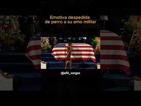 Existirá un amor más real? 🥹 #despedida #militar #military #adios #ahoraquetevas #perros #dog #amor
