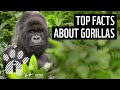 Mountain Gorillas: Facts and Conservation
