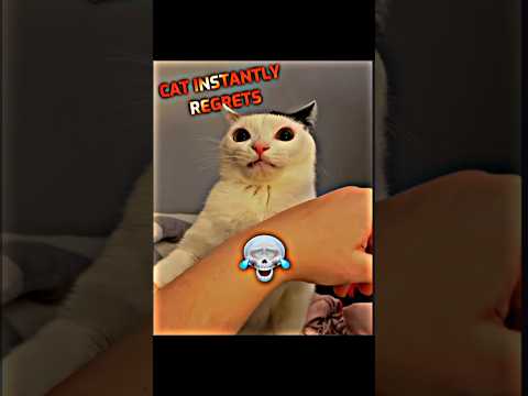 Cat regrets his actions 😂💀 #blowup #edit #funny #cat