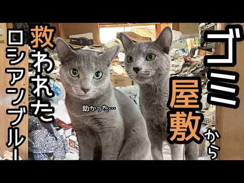 【多頭飼育崩壊】7匹のロシアンブルーがゴミ屋敷から救われました。
