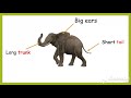 Animal Characteristics and Features