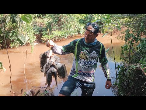 ESSE RIOZINHO É SURPREENDENTE E INACREDITÁVEL!pescaria caipira com varinha de mão...