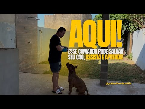 ENSINE O COMANDO “AQUI” PARA SEU CÃO ! #youtube