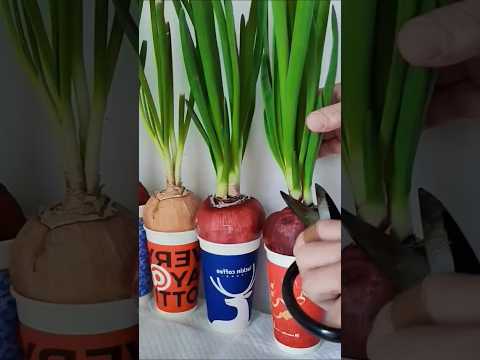 cultivo de cebolinha em copos descartáveis