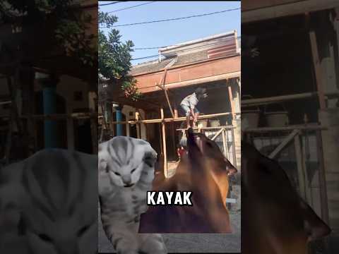 BERSIHIN SUARA MESKIPUN TETANGGA LAGI RENOVASI RUMAH