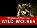 Wolves and Their Characteristics