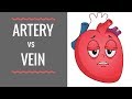 Arteries and Veins Functions and Features