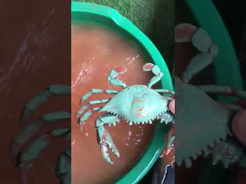 rửa cá sấu, cua, cá chép