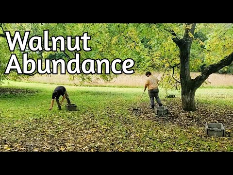 Black Walnut Harvest and Processing (2024 edition)