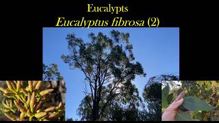 Eucalyptus ID: Eucalyptus fibrosa (Broad-leaved Ironbark) - Version 2.