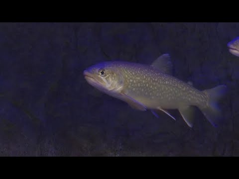YouTube video thumbnail: 4 Million Fish, 200 Lakes: Anchorage’s Sport Hatchery Opens for Tours This Week