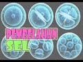 Pembelahan Sel: Mitosis dan Meiosis