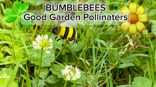 The Secret Garden Helpers You NEED for Bigger Harvests!