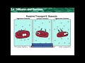 Exploring Diffusion and Osmosis Concepts