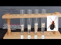 Catalase Experiment Analysis