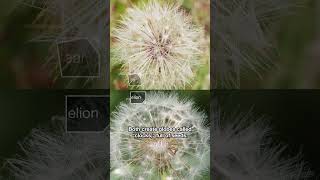 Can You Tell a Dandelion and Its Doppelganger Apart? | #DeepLook #Shorts