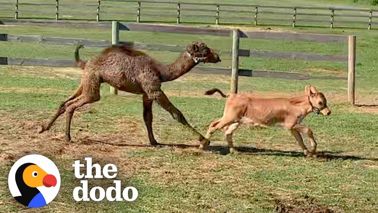 No One Wanted to be Friends with This Rescue Camel Until a Baby Cow Came Along