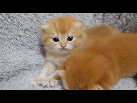 Kitten Poco is perfectly awake alone while her siblings are sleeping.