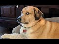 Understanding Pet Behaviors and Interactions