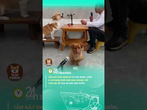 Đi thi được luôn ấy chứ #24hmedia #24hgiaitri #nhachaymoingay #corgi #dog