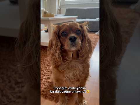 Klasik Kuki hareketlerinde bugün🤦‍♀️😏 #köpekvideoları #dog #shots