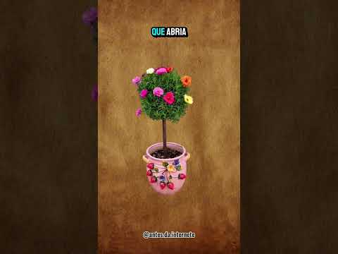 Parte 2. Essas eram as plantas que nossas mães tinha em casa.......#plantas #anos70 #anos80 #anos90