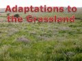 Drought and Grassland Adaptations