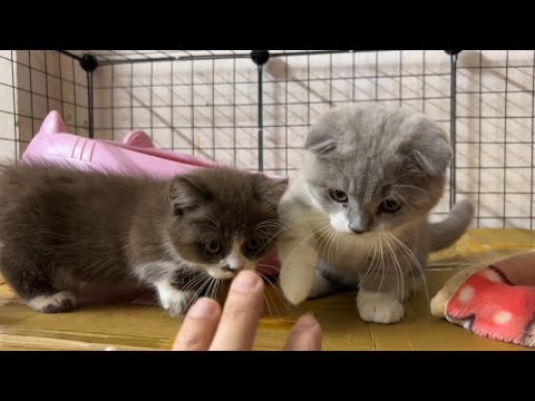 Meow Kittens: Play high fives with short-legged kittens.