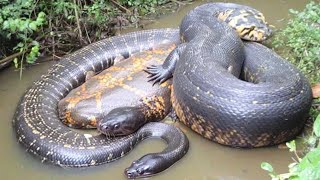 Peaceful Giants of the Amazon: Incredible Anaconda Encounter