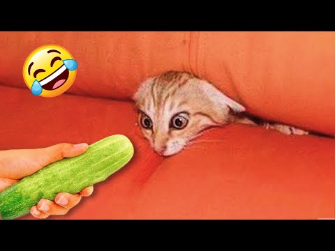 Hilarious Habits That HURT Your Cat's Feelings!