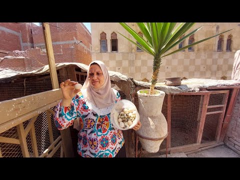 روتين نقل الرومى الابيض للمكان الجديد وما الاوزن الذى وصل اليه الان