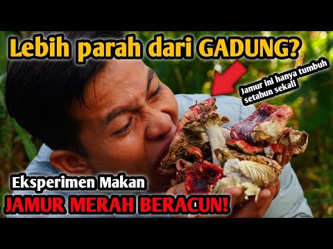 LEBIH PARAH DARI JAMUR BERACUN LAINNYA! EKSPERIMEN MAKAN JAMUR MERAH BERACUN? DEDE INOEN WAJIB COBA