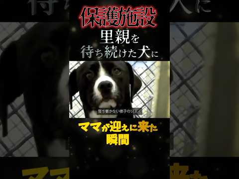 保護シェルターで犬が自分に迎えが来た事を理解した瞬間が幸せ過ぎて号泣！#shorts  #救出