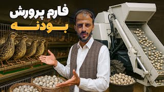 گزارش ویژه صالح محمد کتوازی از معیاری ترین فارم بودنه در ولسوالی ده سبز