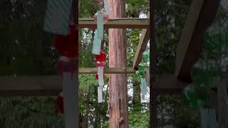 日本-山形：「山形熊野大社」👉盛夏的風鈴在正殿迎接参拜者、初秋將換成一條風車小徑/Japan:Kumamoto Shrine /2026 #風鈴#yamagate#山形#熊野大社#日本#japan