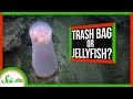 Deepstaria Jellyfish and Isopod Relationships